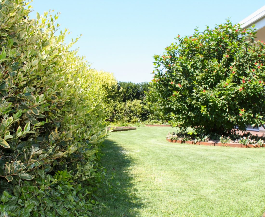 Landscape-Pensile-alberi