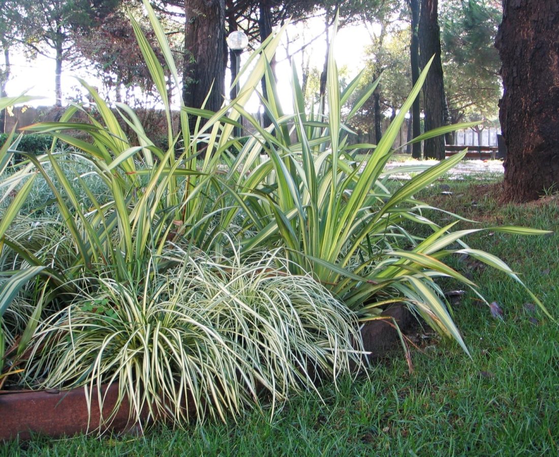 landscape-villaggio-Marzotto-phormium