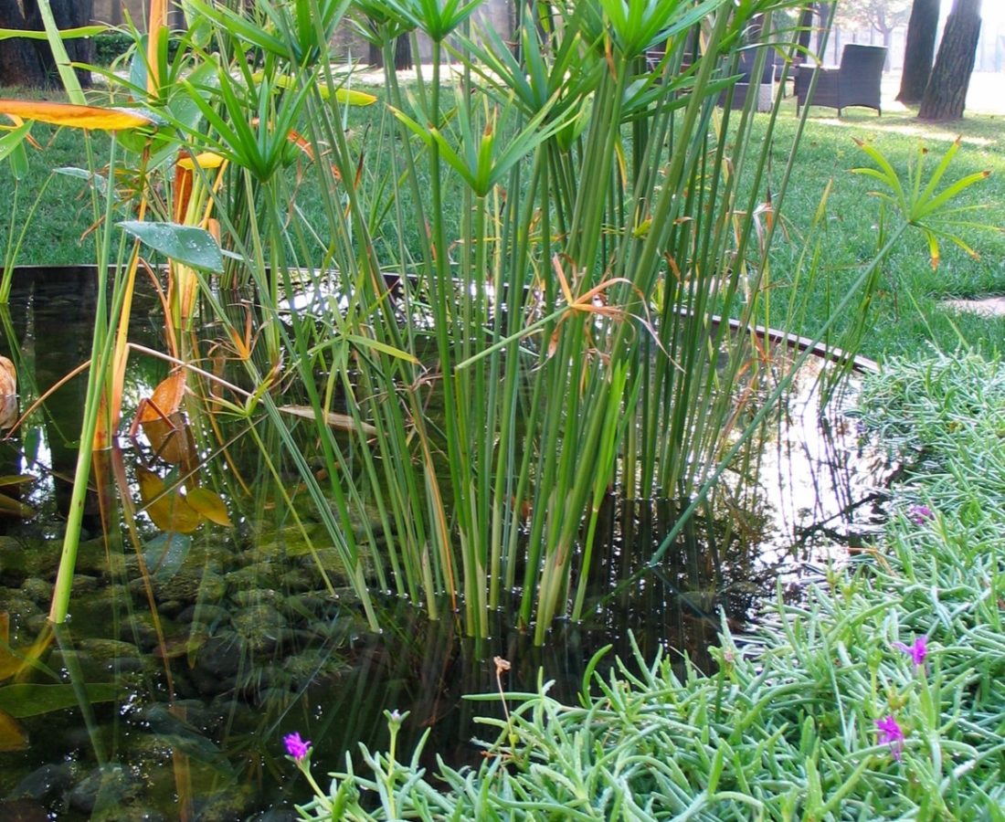 landscape-villaggio--Marzotto-vasche-acqua-papiro