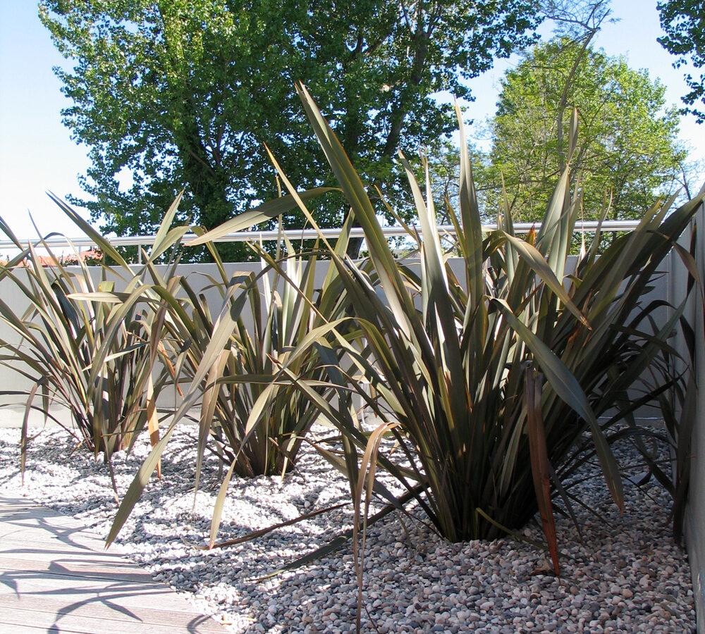 Favrindesign-casabianca-cafe-giardino-pensile-progetto-landscape-phormium