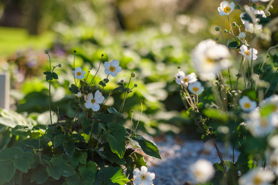 favrindesign-landscape-giardino-anemoni