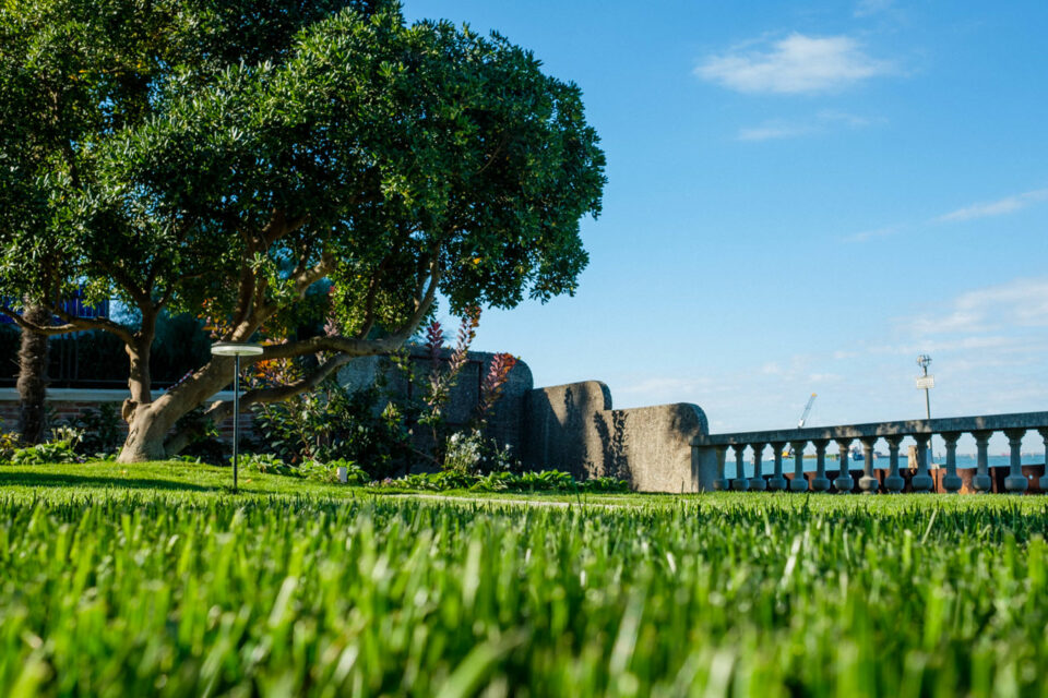 favrindesign-landscape-giardino-fronte-laguna-Pittosporum-tobira