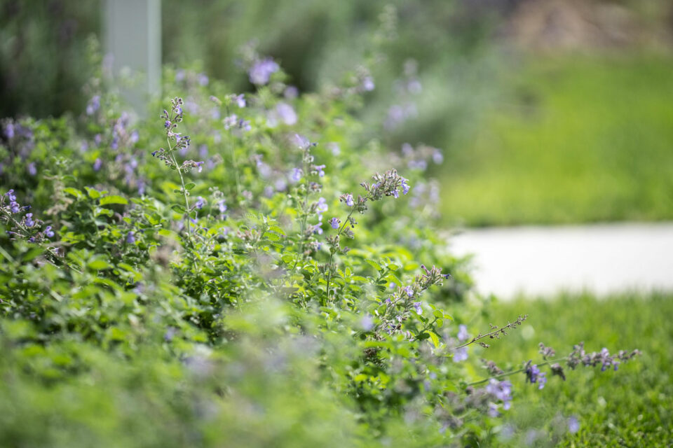 favrindesign-landscape-giardino-graminacee-nepeta