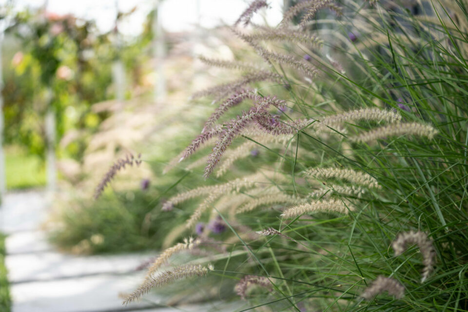 favrindesign-landscape-giardino-graminacee-verbena-stipa