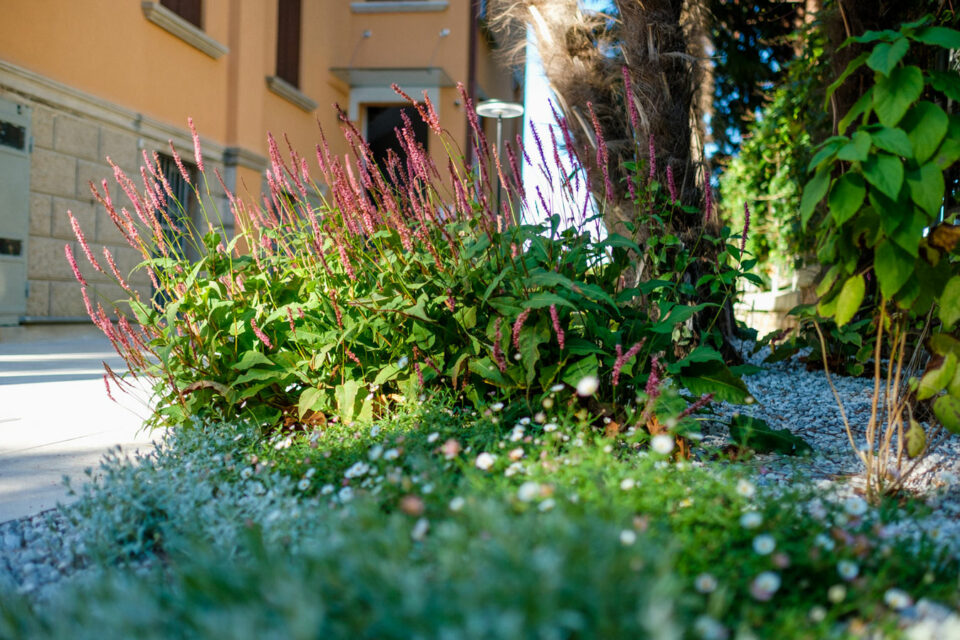 favrindesign-landscape-giardino-ingresso-persicaria-Chiodo-Platek