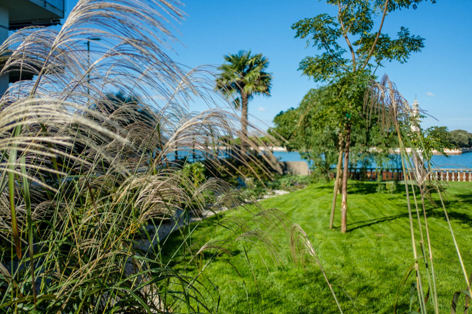 favrindesign-landscape-giardino-prato-Miscanthus-sinensis