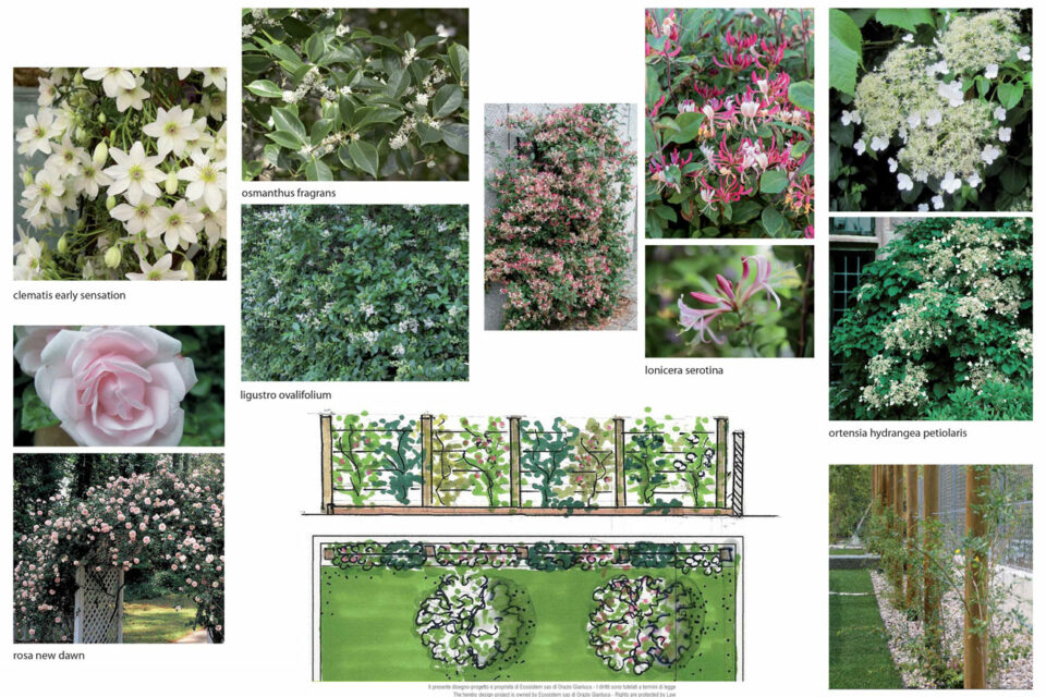 favrindesign-landscape-giardino-progetto-piante-spalliera