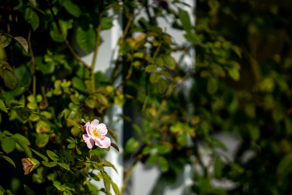 favrindesign-landscape-giardino-rose